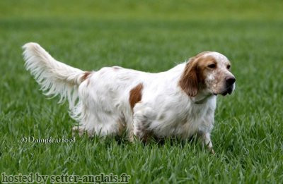 Setter Anglais VUITTON DU MAS D'EYRAUD Setter Anglais VUITTON DU MAS D'EYRAUD